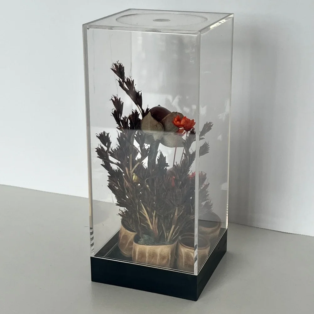 Vintage Hawaii Dried Baby Woodrose Volcano Uki Grass Acrylic Display Case 5.5